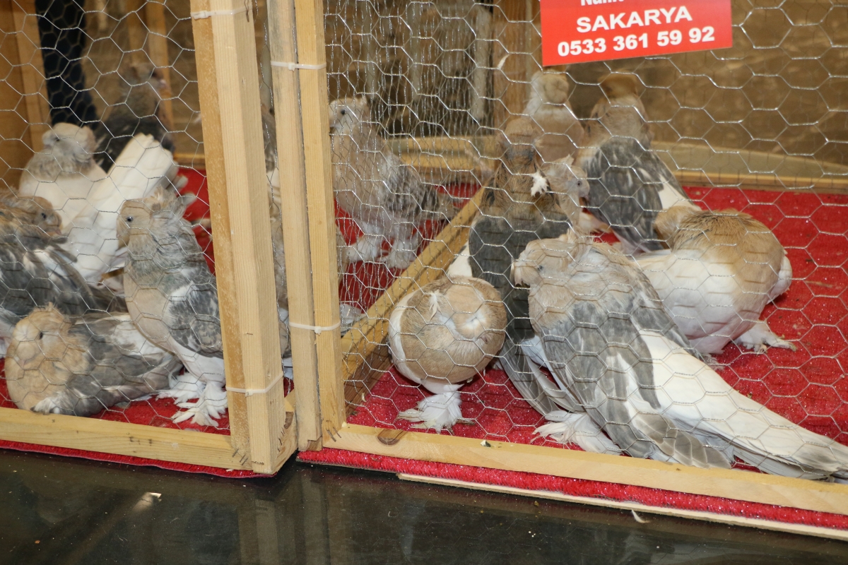Kuş Severler Sakarya festivalde buluştu