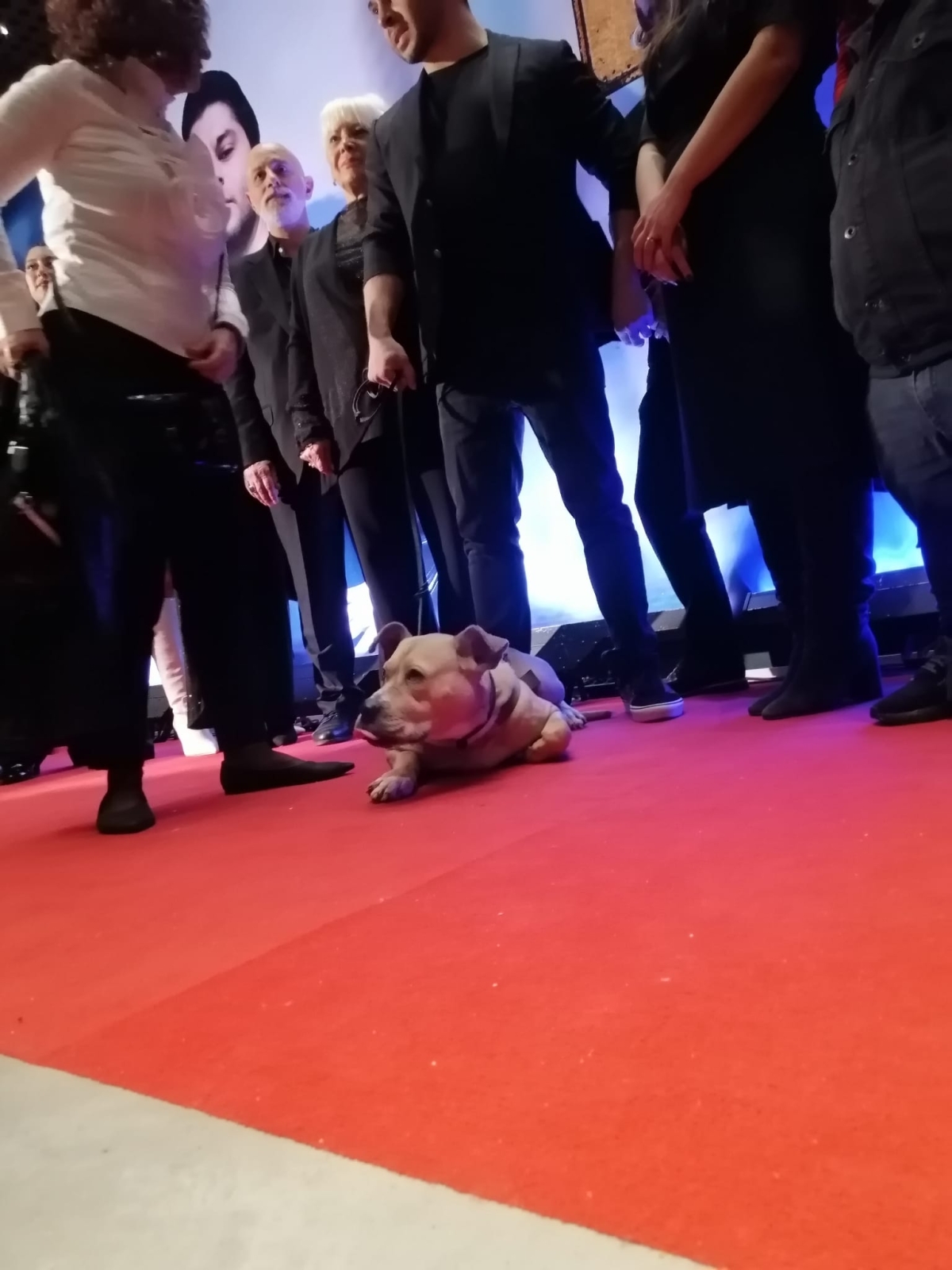 Dikkat Köpek Var; Film Galasından Görüntüler