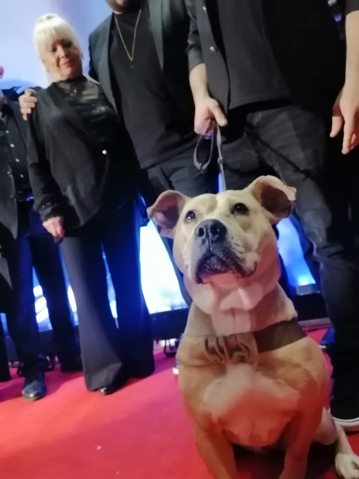Dikkat Köpek Var; Film Galasından Görüntüler