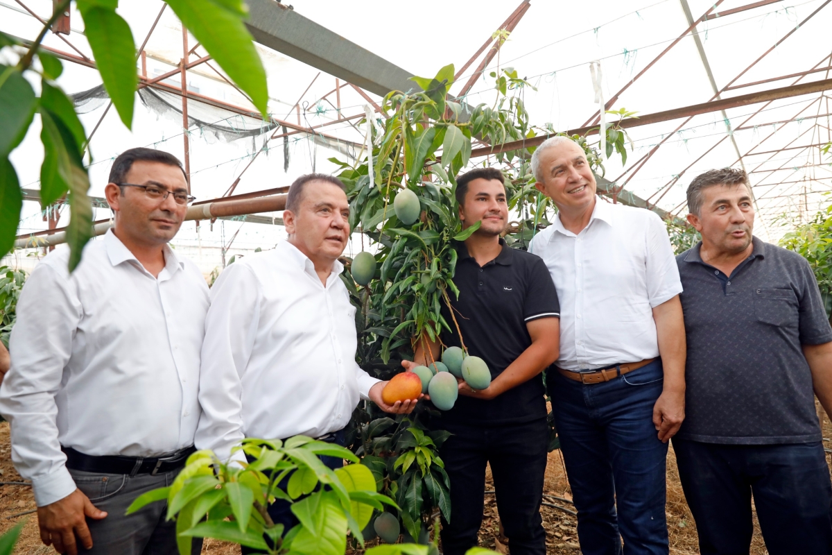 Gastronomi Festivali kapsamında Alanya’da düzenlenen tropikal meyve hasadını, Antalya Büyükşehir Belediye Başkanı Muhittin Böcek ve Alanya Belediye Başkanı Osman Tarık Özçelik birlikte gerçekleştirdi. ( İŞTE GÜNÜN ÖNE ÇIKAN F