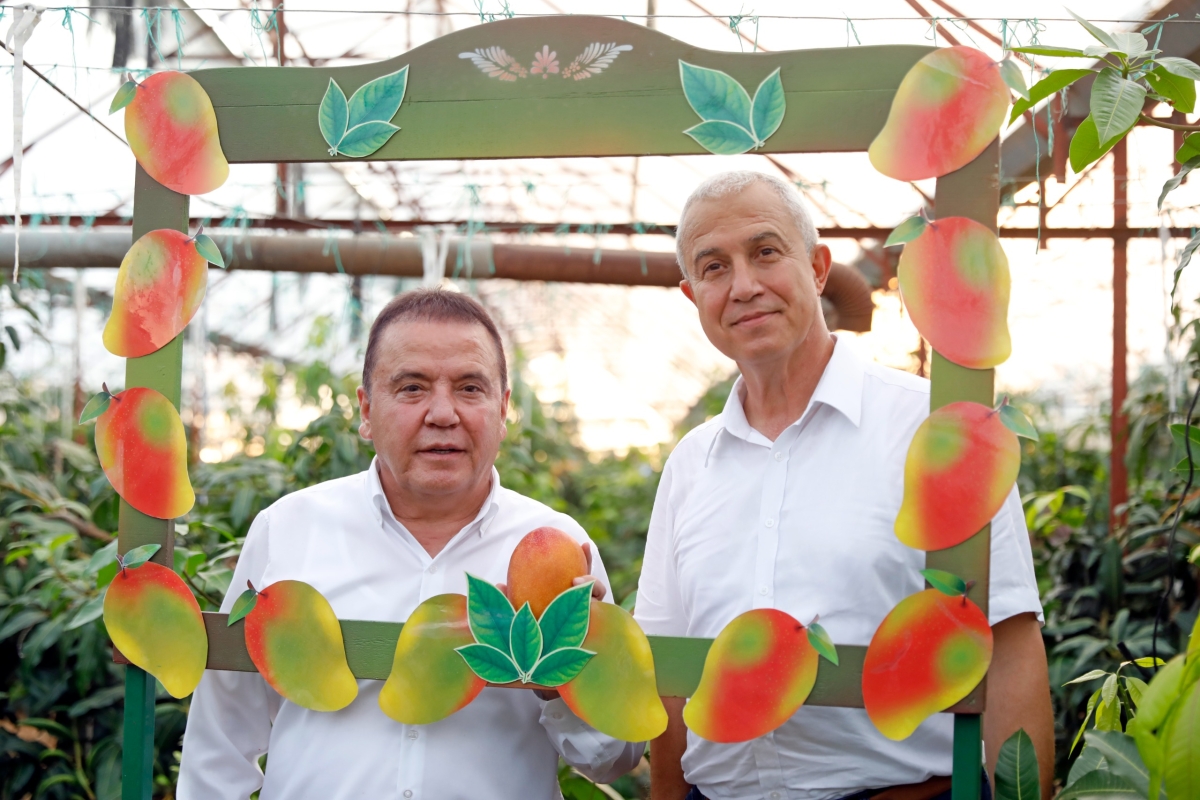 Gastronomi Festivali kapsamında Alanya’da düzenlenen tropikal meyve hasadını, Antalya Büyükşehir Belediye Başkanı Muhittin Böcek ve Alanya Belediye Başkanı Osman Tarık Özçelik birlikte gerçekleştirdi. ( İŞTE GÜNÜN ÖNE ÇIKAN F