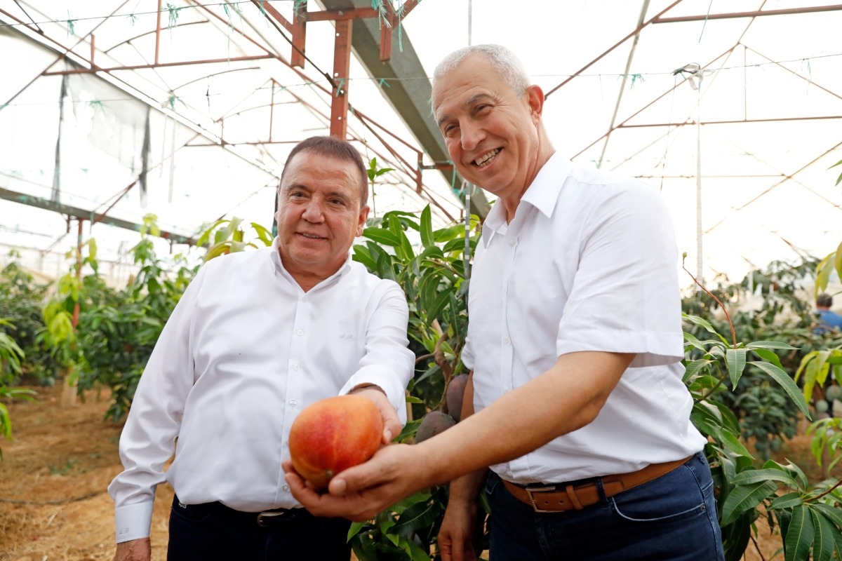 Gastronomi Festivali kapsamında Alanya’da düzenlenen tropikal meyve hasadını, Antalya Büyükşehir Belediye Başkanı Muhittin Böcek ve Alanya Belediye Başkanı Osman Tarık Özçelik birlikte gerçekleştirdi. ( İŞTE GÜNÜN ÖNE ÇIKAN F