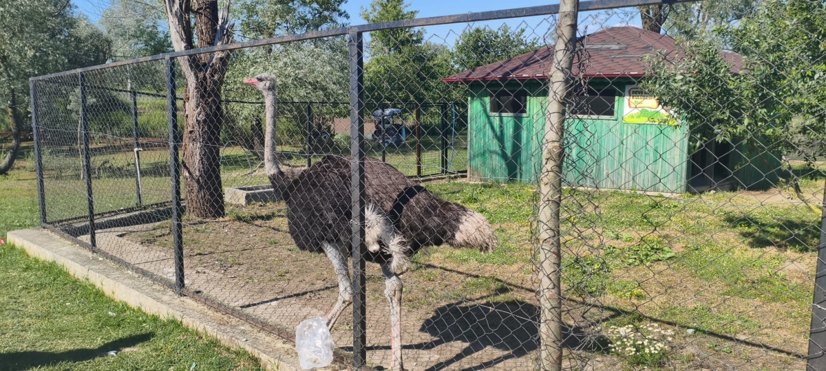 SAKARYA’DA GİRİŞLERİN ÜCRETSİZ OLDUĞU DOĞA CENNETİ: ARİFİYE GÖLYA TABİAT PARKI ZİYARETÇİLERİNİ BÜYÜLÜYOR! (GÜNÜN ÖNE ÇIKAN FOTOĞRAF KARELERİ )