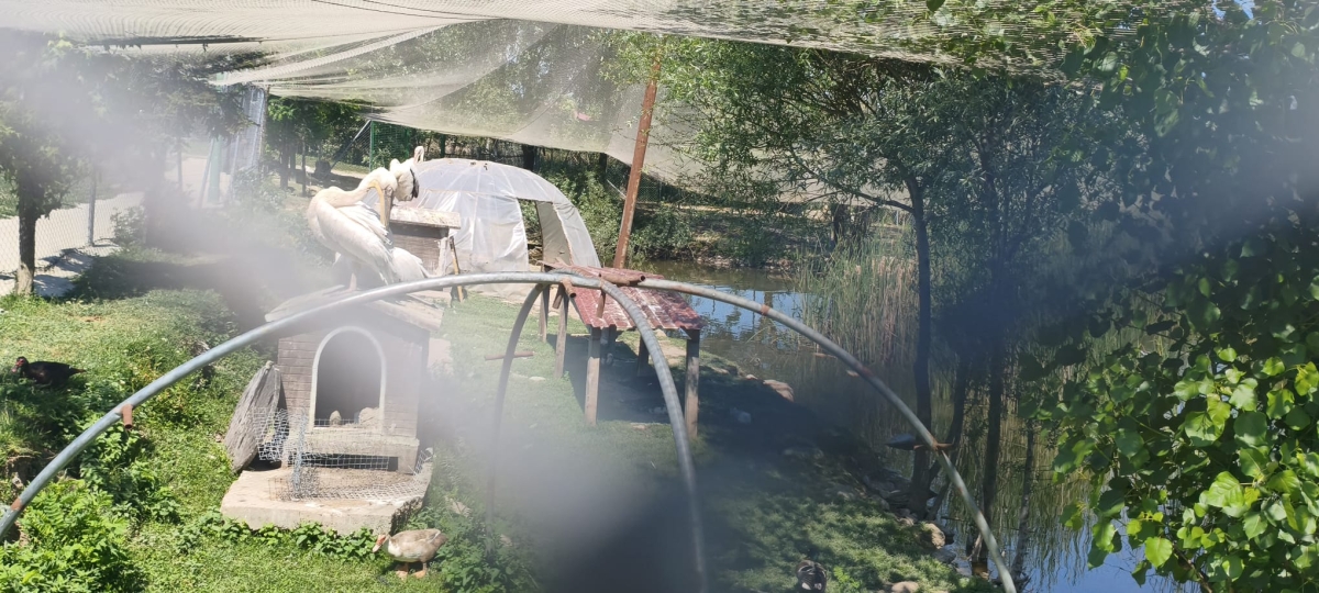 SAKARYA’DA GİRİŞLERİN ÜCRETSİZ OLDUĞU DOĞA CENNETİ: ARİFİYE GÖLYA TABİAT PARKI ZİYARETÇİLERİNİ BÜYÜLÜYOR! (GÜNÜN ÖNE ÇIKAN FOTOĞRAF KARELERİ )