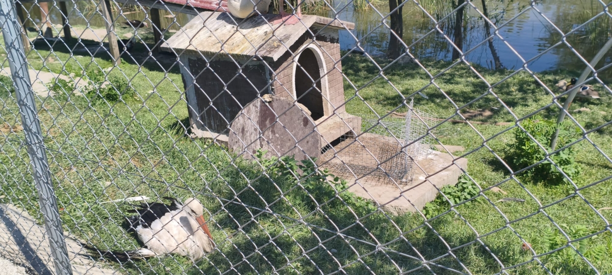 SAKARYA’DA GİRİŞLERİN ÜCRETSİZ OLDUĞU DOĞA CENNETİ: ARİFİYE GÖLYA TABİAT PARKI ZİYARETÇİLERİNİ BÜYÜLÜYOR! (GÜNÜN ÖNE ÇIKAN FOTOĞRAF KARELERİ )