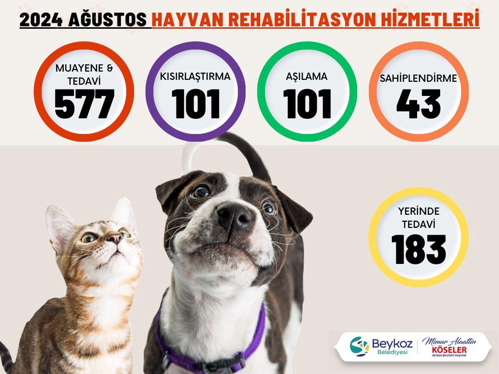 Beykoz’da Bir Ayda Binden Fazla Sokak Hayvanının Yardımına Koşuldu