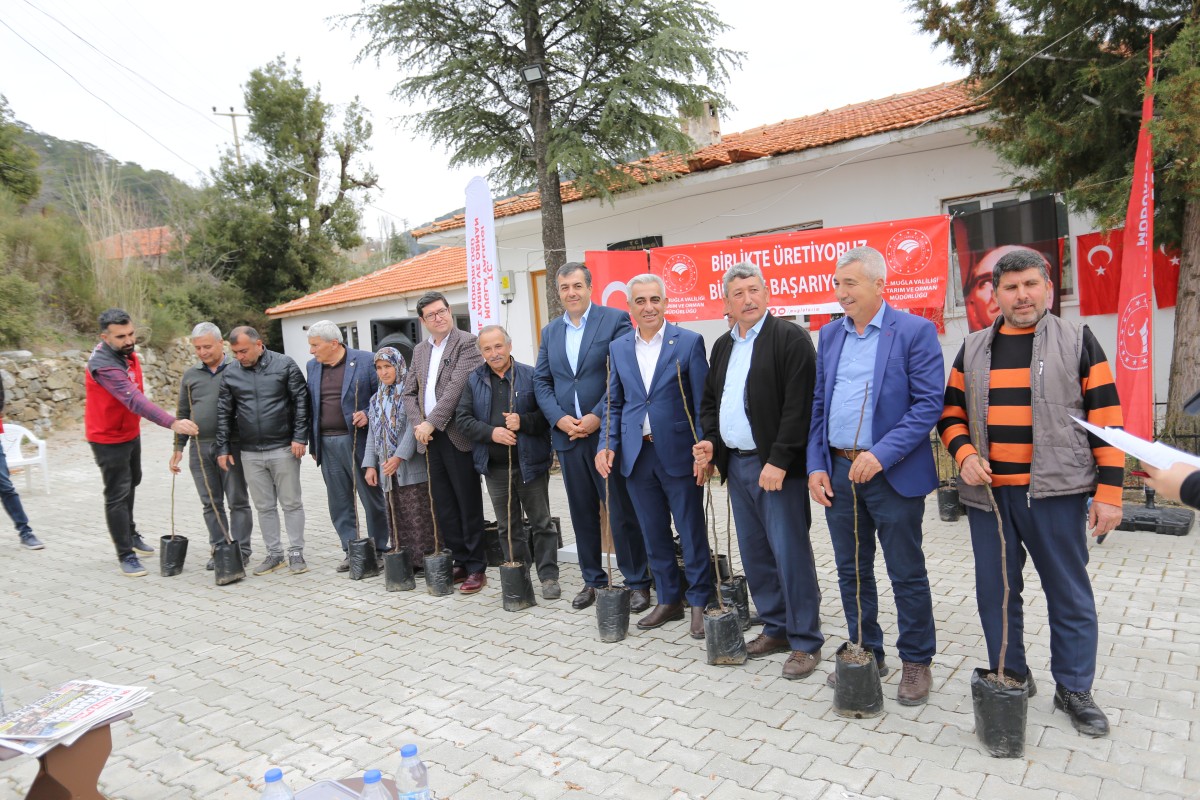 DALAMAN’DA BİN 470 ADET DALAMAN KAYA İNCİRİ FİDANI TOPRAKLA BULUŞTU