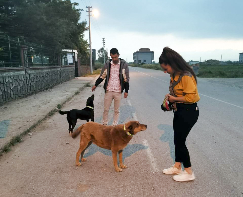 Kazaları önlemek için reflektörlü tasma diktiler