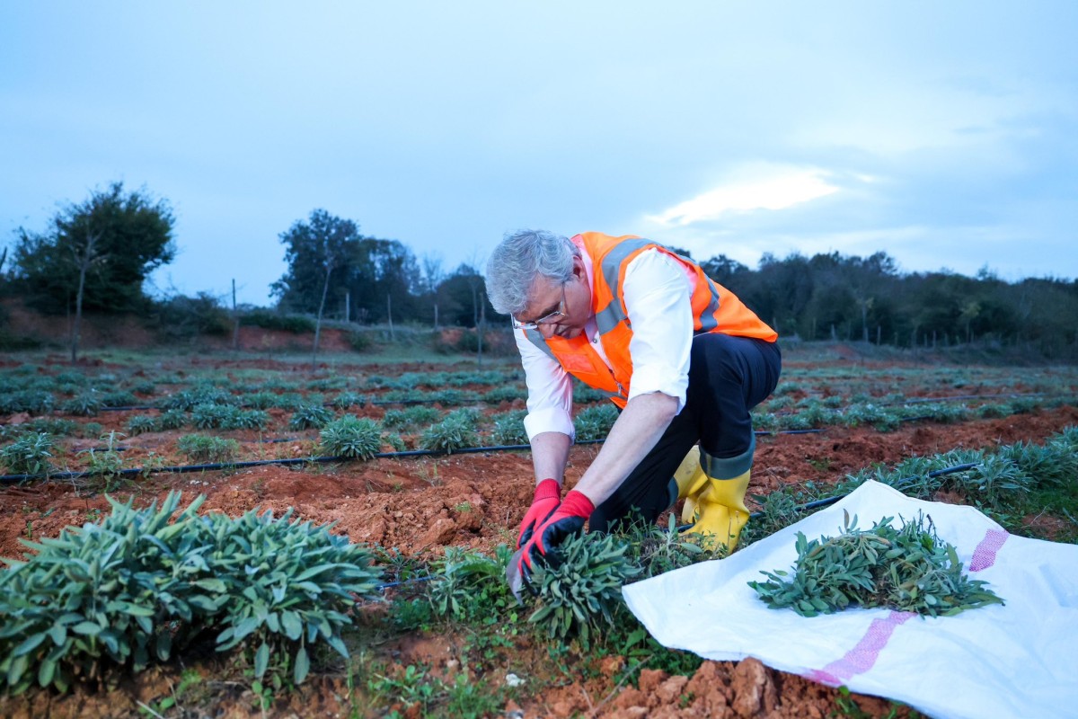 Botanik Vadi’de yılın ikinci adaçayı hasadı yapıldı; 6 ton adaçayı dünyaya ihraç ediliyor