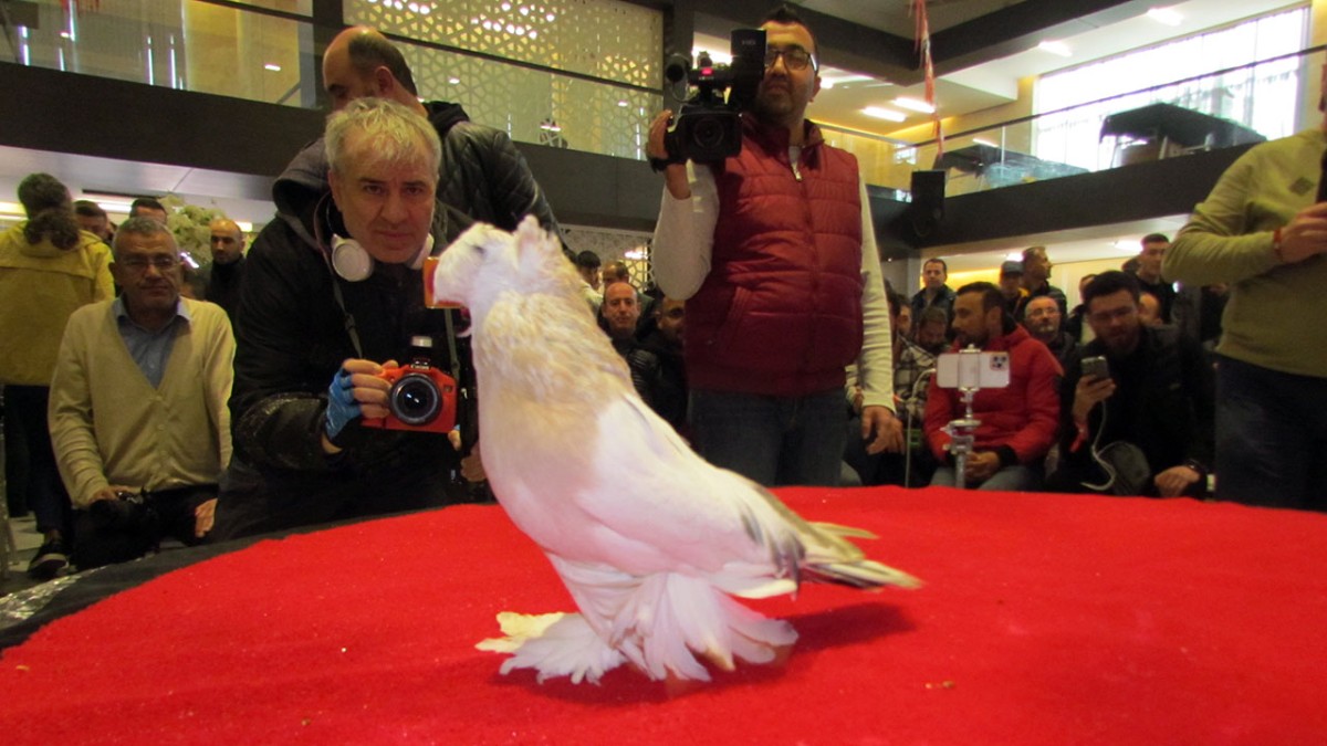 Haber videoları