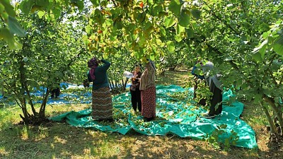 YEŞİL ALTINDA HASAT VAKTİ: HENDEK’TE FINDIK SEZONU TÜM HIZIYLA BAŞLADI!